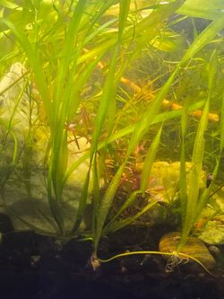 Vallisneria aquatic plant