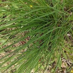 Chive plants - perennial