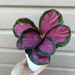 4” calathea rosy