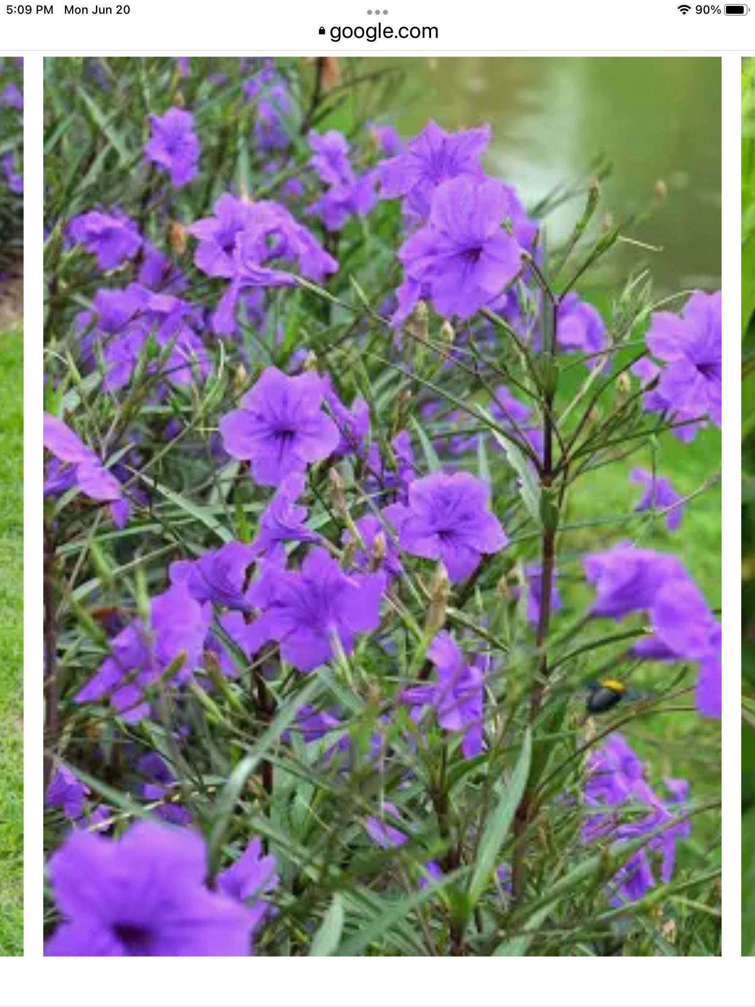 Mexican Petunias
