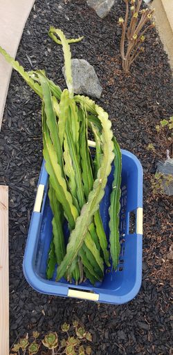 Dragon fruit plant