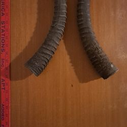 Antique 18 Inch Kudu Horns
