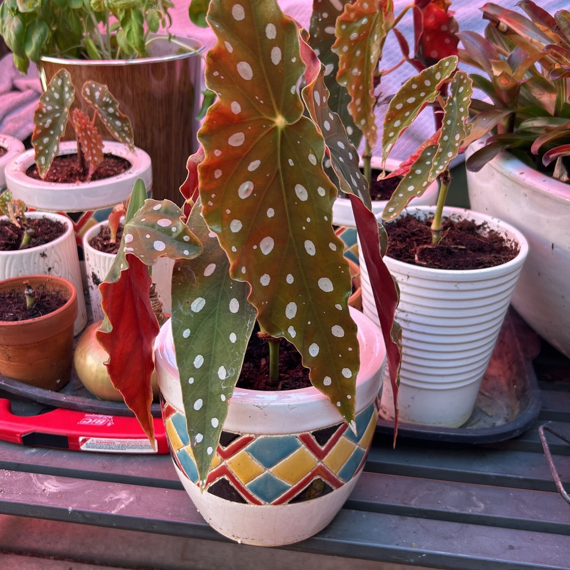 Polkadot Begonia