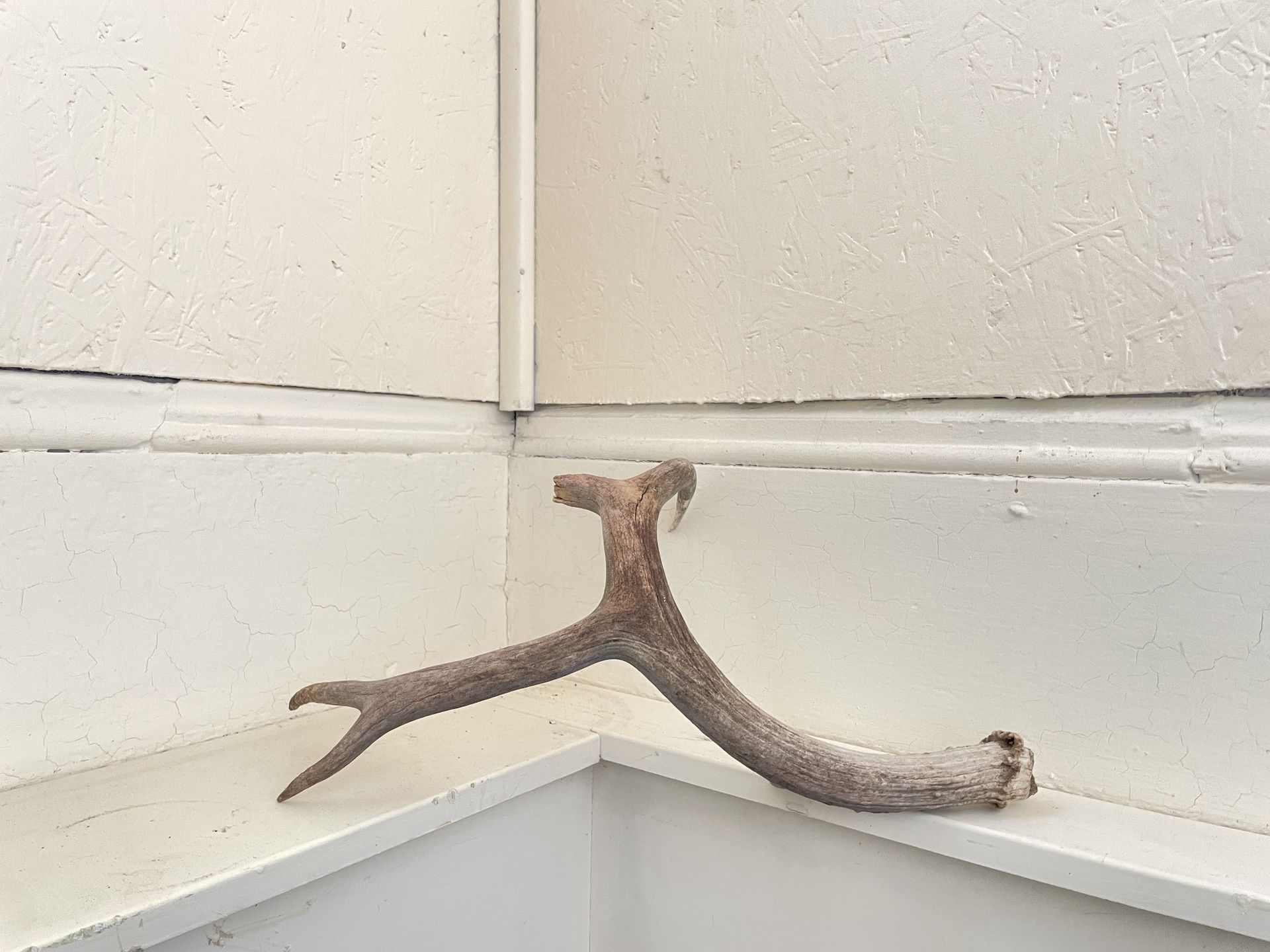 Deer and Elk Antler sheds, Grade D, broken or chewed antlers