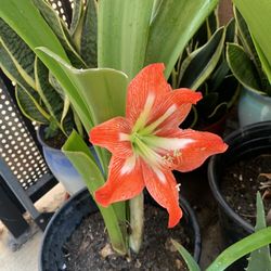 Red Amaryllis Plant 🪴 