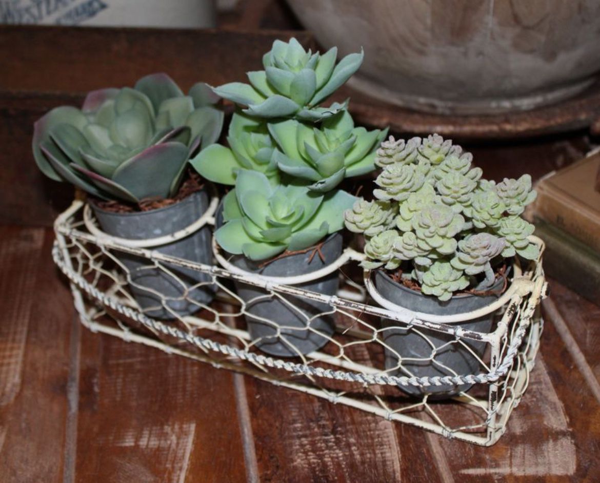 NEW Chippy Chicken Wire Farmhouse Caddie Basket with Potted Succulents