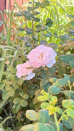 🌸 Princess Charlene de Monaco — Romantic Pink Rose in Bloom