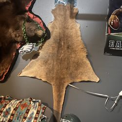 Kangaroo hive