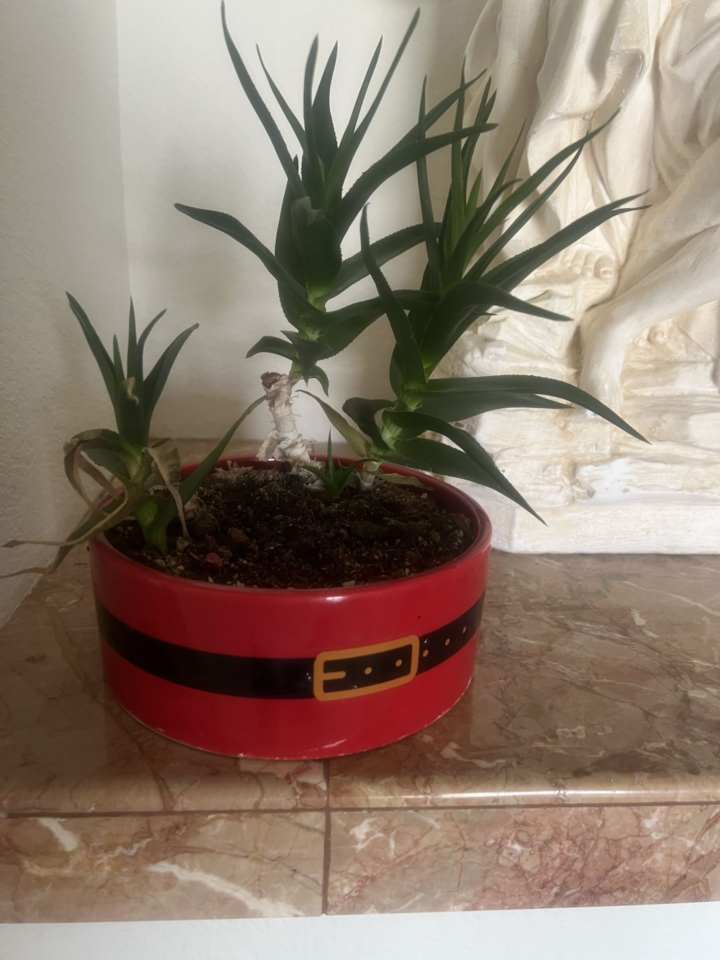 Succulent Plant