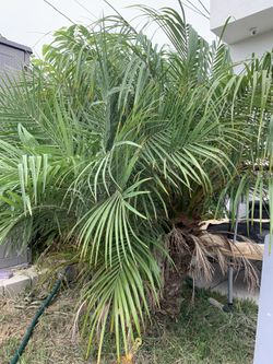 Pygmy Date Palm Tree