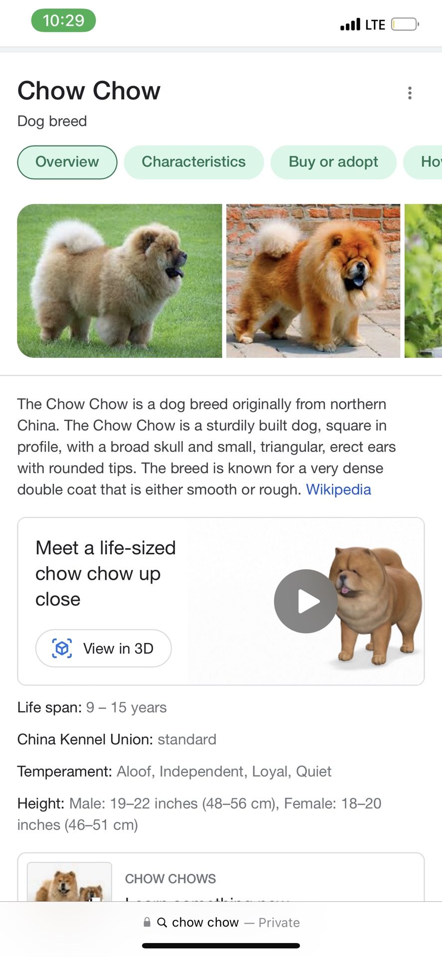 Dog