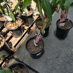 Mango Tree