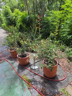 Moving sale Roses and planters and supplies