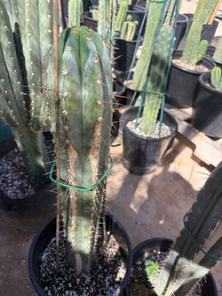 San Pedro cactus sale.