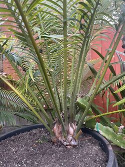 Cycad "Madagascar Thoursii"