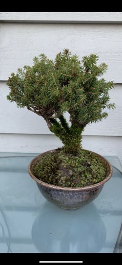 Bonsai tree five year old