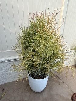 Mature 6’ Sticks on Fire “Fire Plant” Drought tolerant