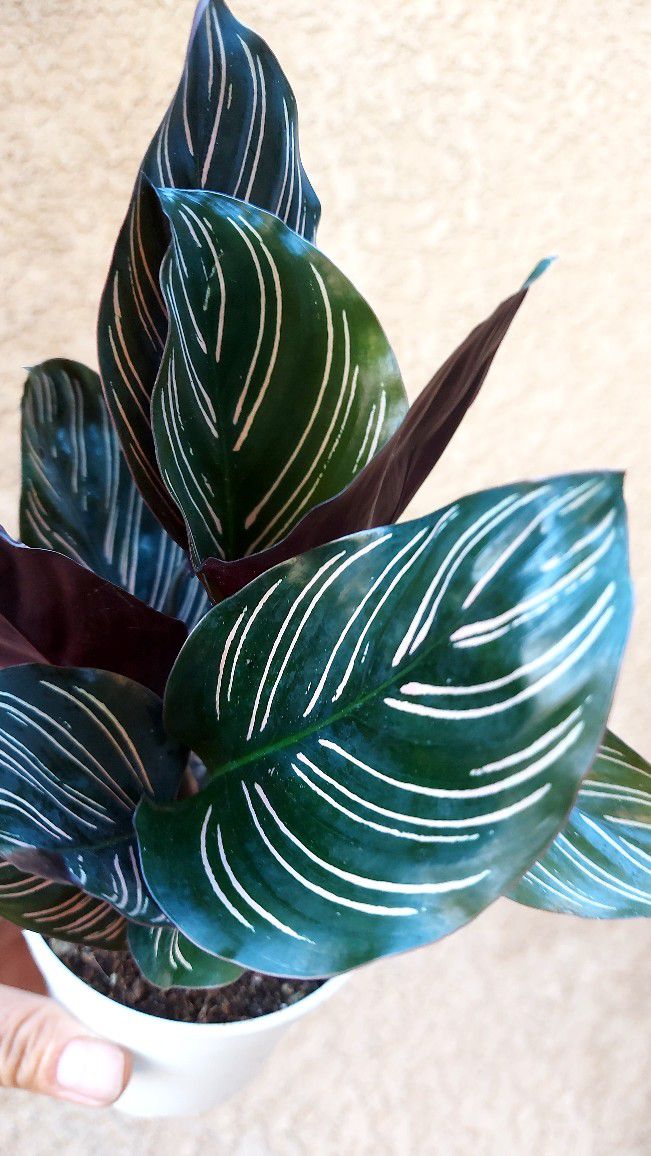 Calathea Ornata "Pin-stripe " Plant $18