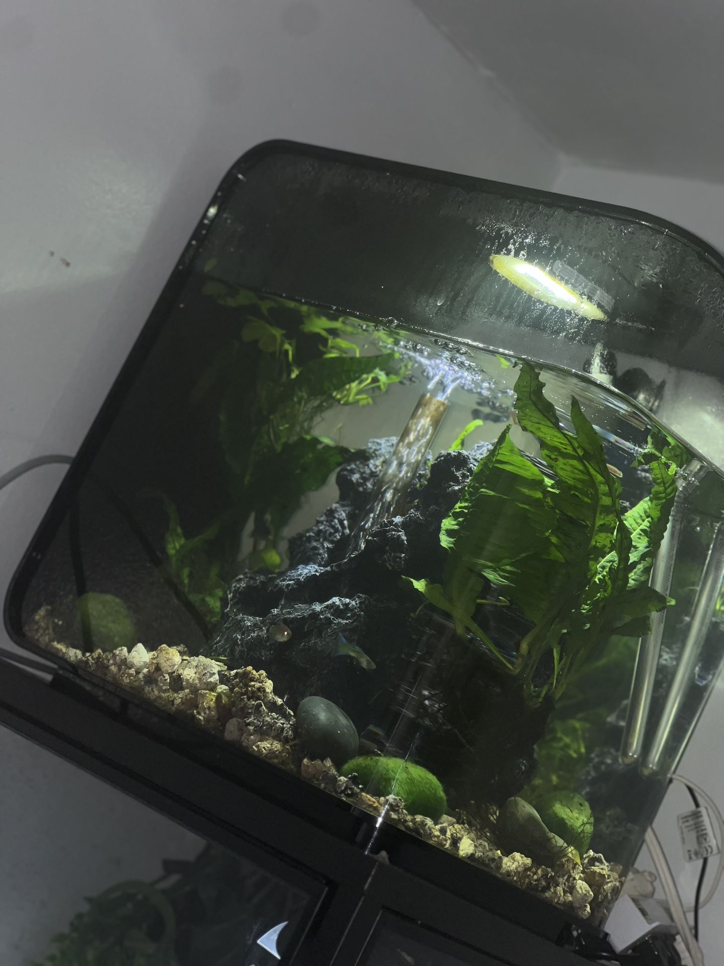 Biorb Flow 8 Gallon