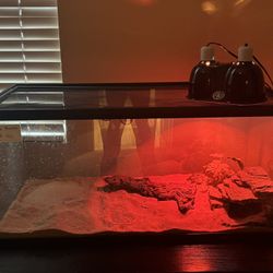 40 Gallon Terranium!  