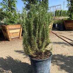 Rosemary Bush