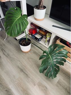 Monstera top cutting