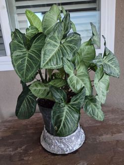 Syngonium House Plants