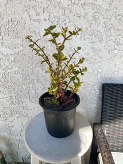 1 Gallon Pot Succulent Plant - Crassula Sarmentosa Variegated - Comet Variegata - Rooted and Established Plant - Drought Resistant - 🪴