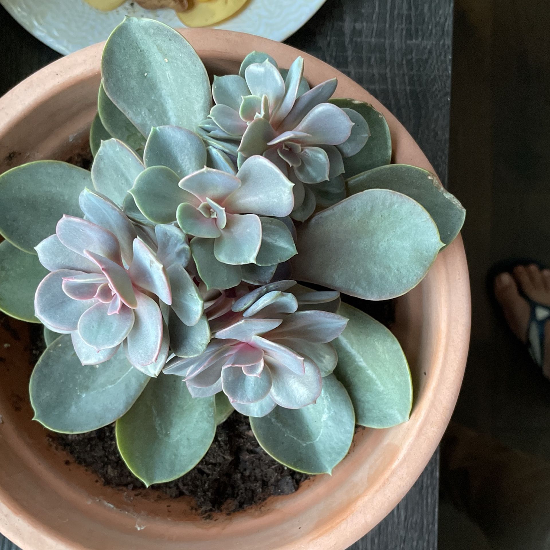 Echeveria succulent plant