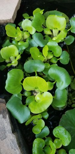 Pond or aquatic plants