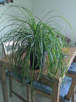 Ponytail palm