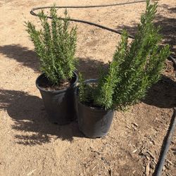 Rosemary 