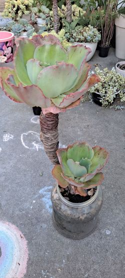 succulent plants