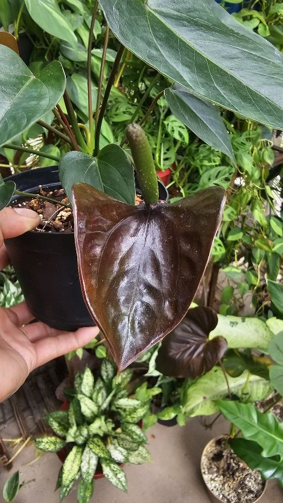 Anthurium Black Beauty Plant
