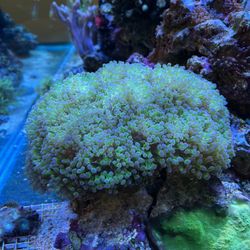 Frogspawn Coral