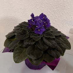 African Violet Plant