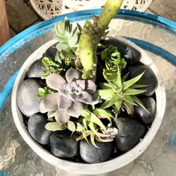 Suculenta/cacti In Planter:11”x 4”