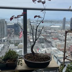 Eastern Red Bud Pre Bonsai