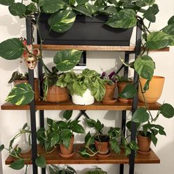 Large golden pothos Plant