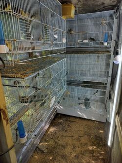 Jaulas Disponibles Para Boladeras