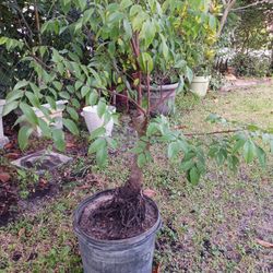 Star fruit tree , ( Carambola )