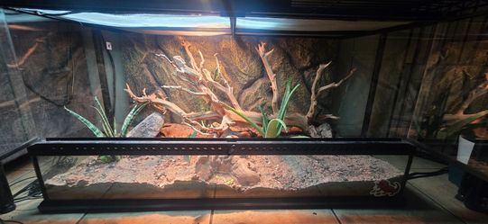 Bearded Dragon Reptile Tank