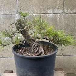JBP Pre Bonsai 