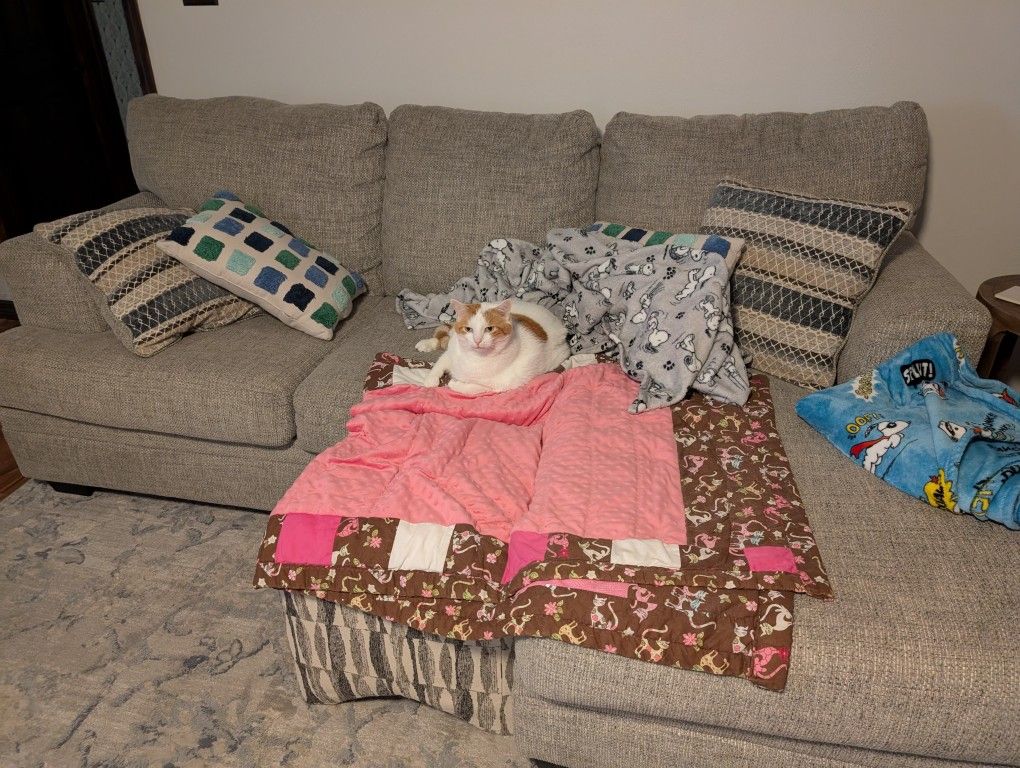 Couch Like Brand New And No The Cat Does Not Come With It