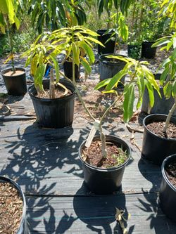 Coconut cream mango grafted 3 gallon