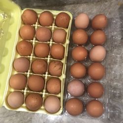 Fertilized chicken eggs