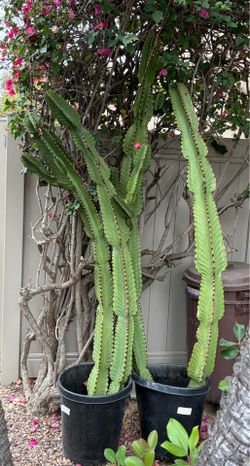 Cactus euphorbia over 80 inches high, pots included!