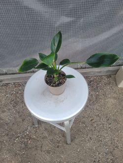 Philodendron Green princess 5" Nursery Pot