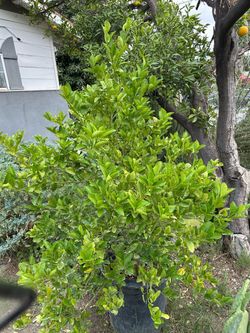 Mexican Lemon Tree / Limon Mexicano