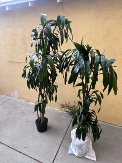 Dracaena lisa